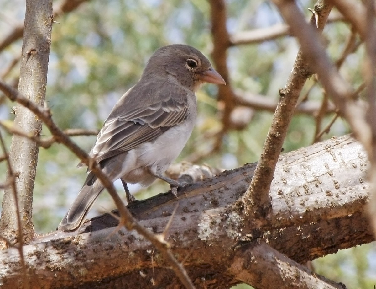 Yellow-spotted Bush Sparrow - David Beadle