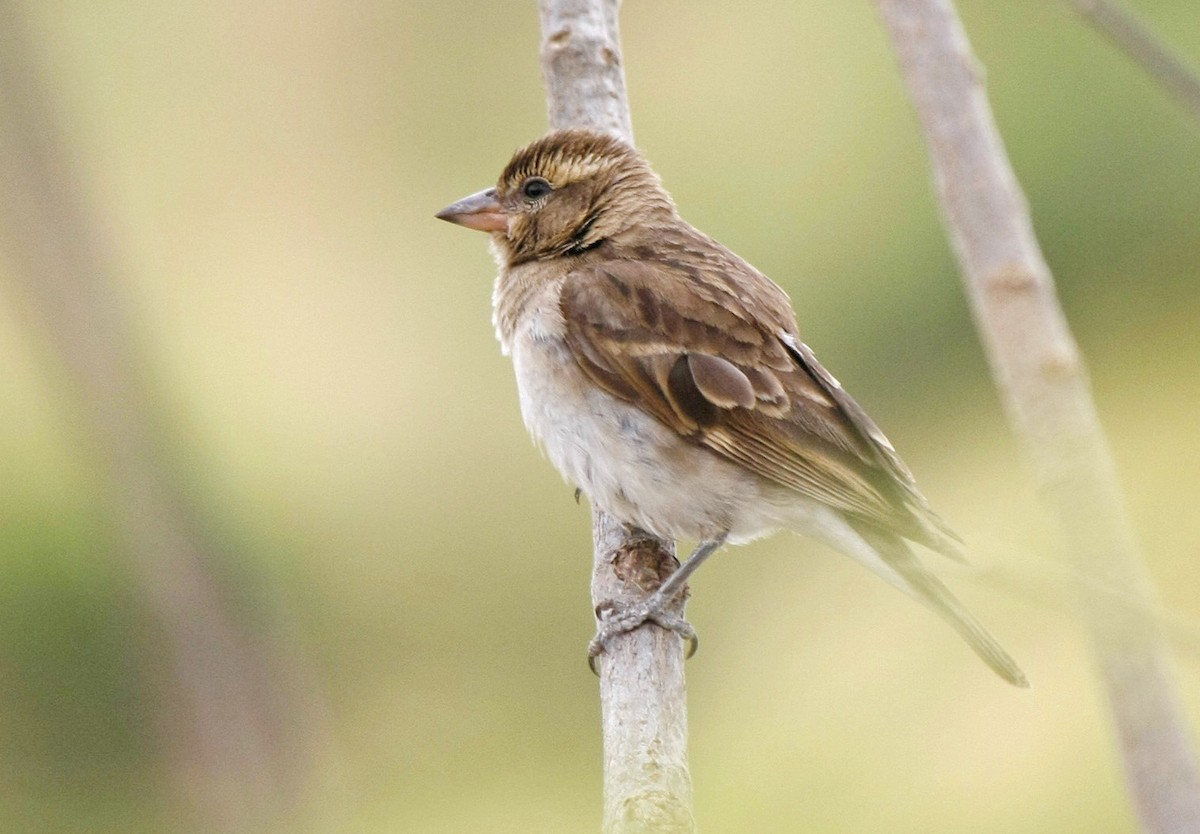 Sahel Bush Sparrow - ML205353131