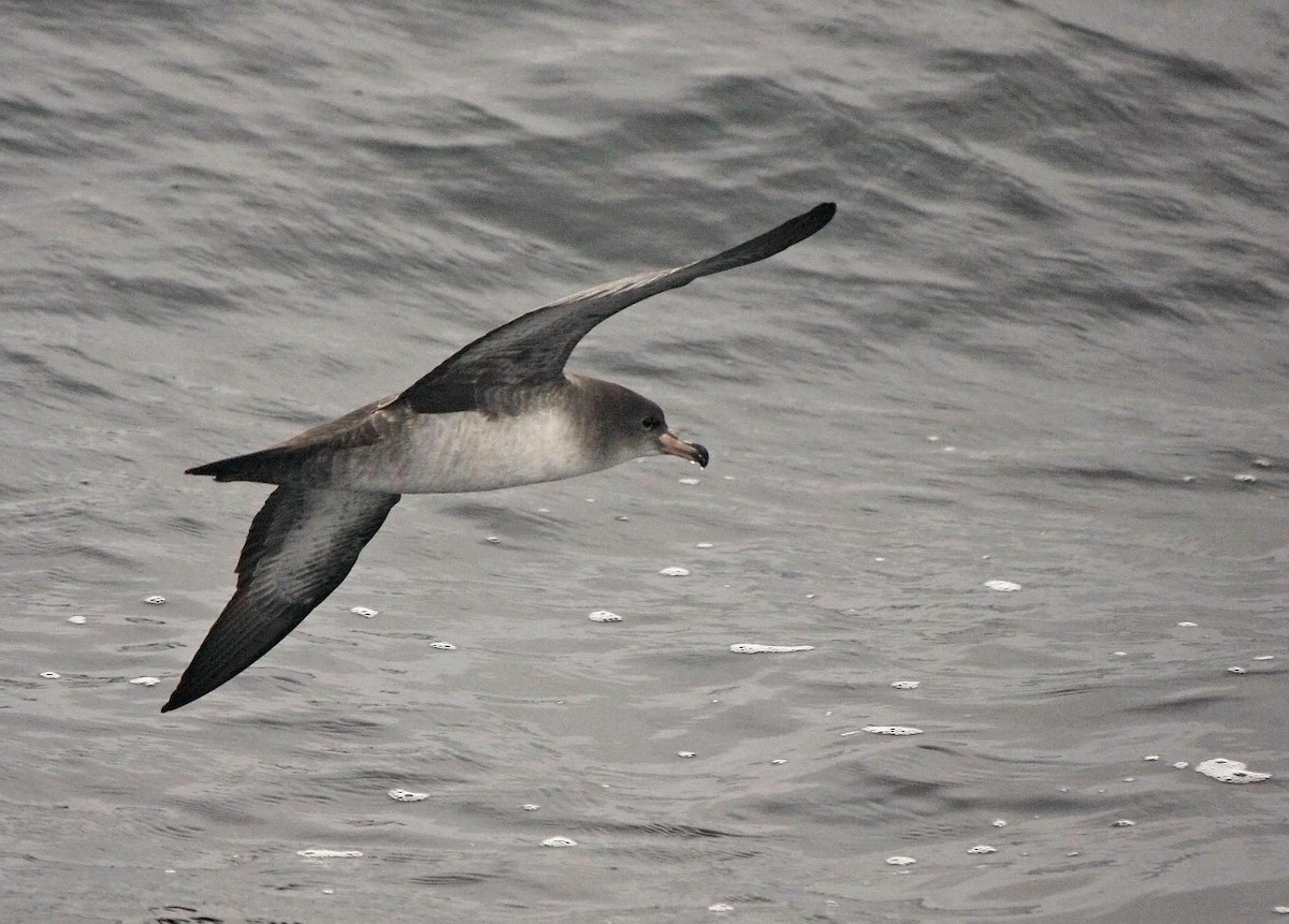 Pink-footed Shearwater - ML205353371