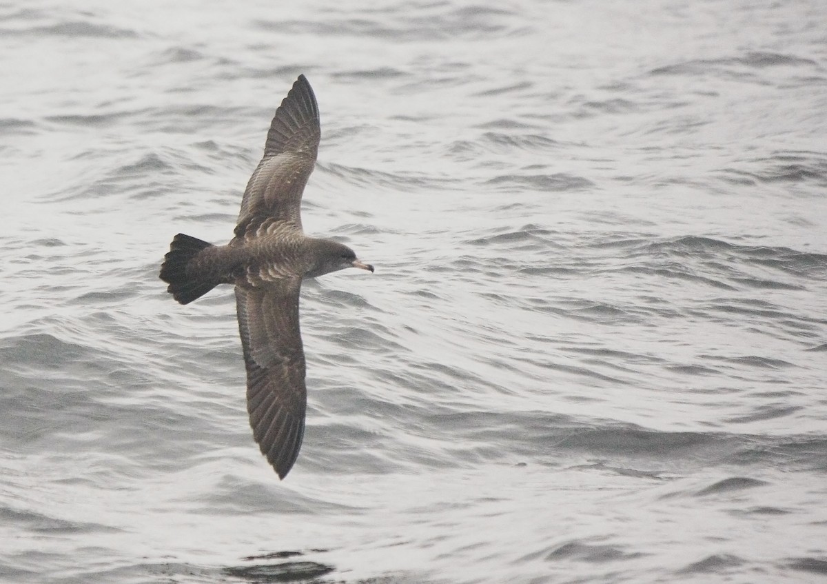 Pink-footed Shearwater - ML205353381