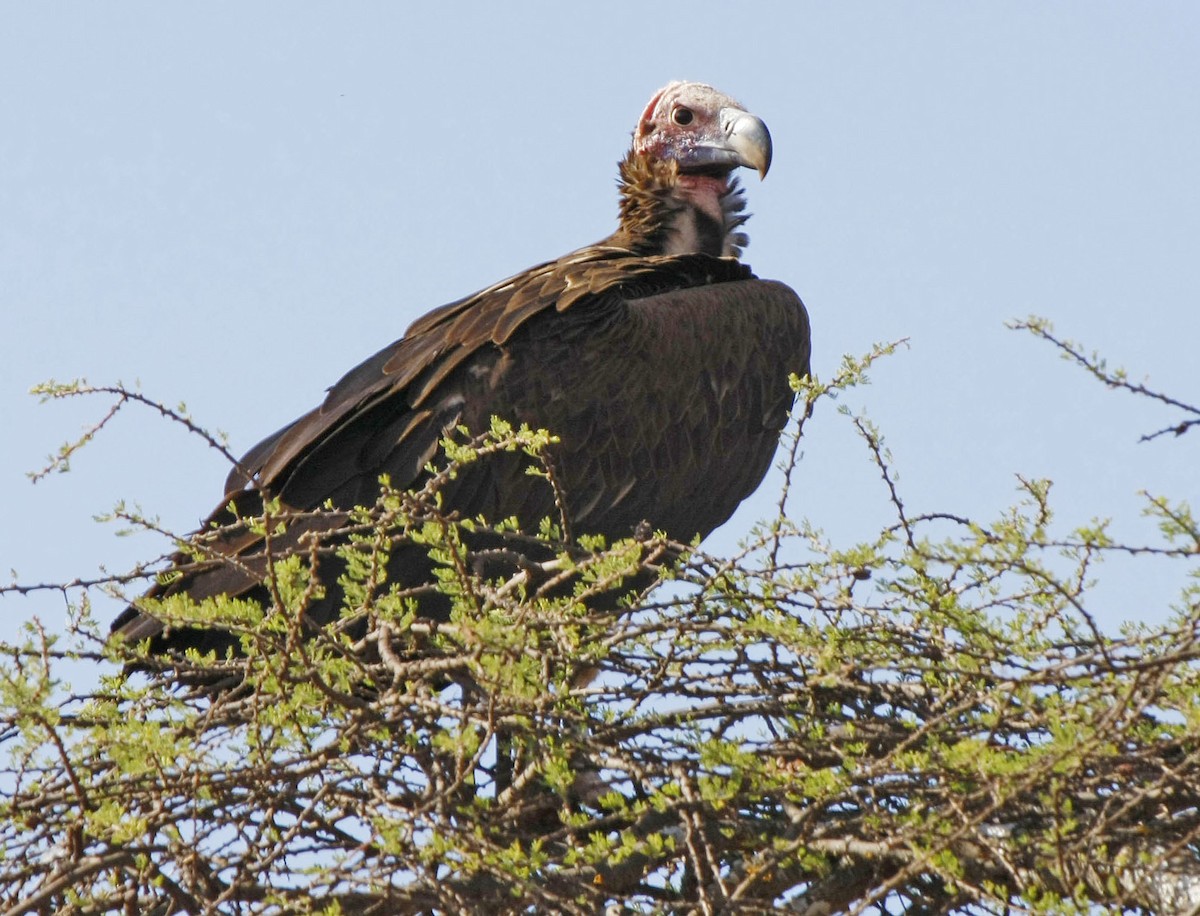 Lappet-faced Vulture - ML205353401