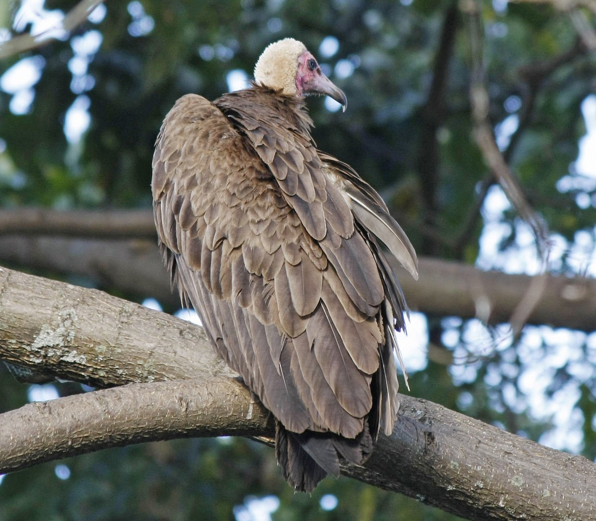 Hooded Vulture - David Beadle