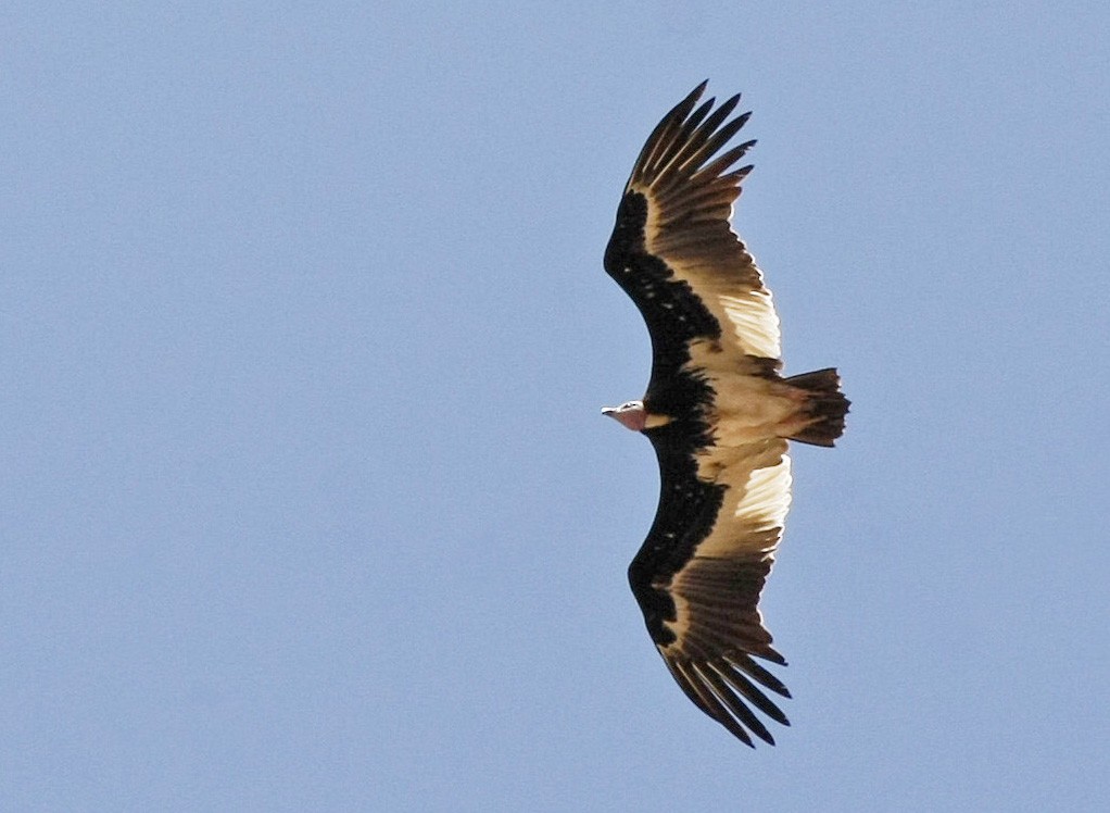 White-headed Vulture - David Beadle