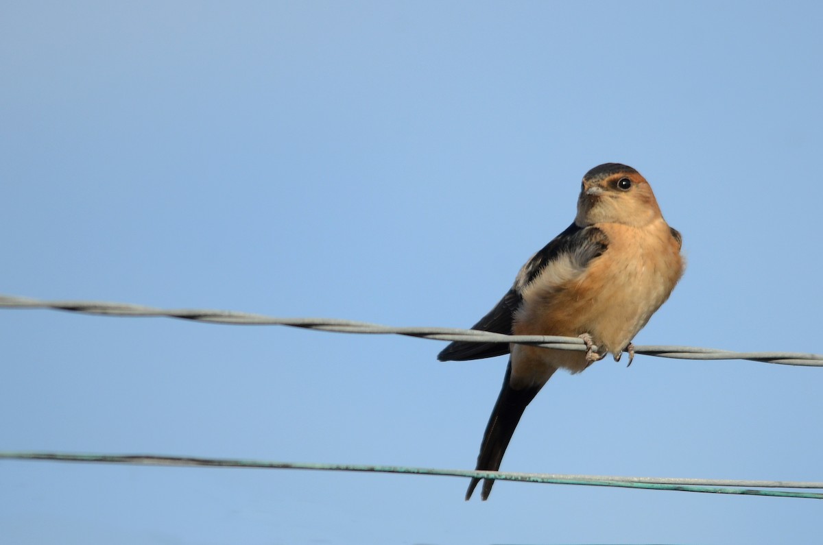 Red-rumped Swallow - ML205353561