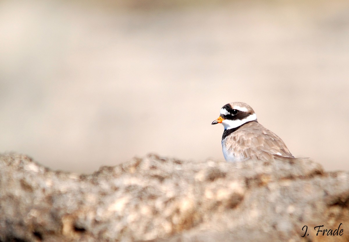 Common Ringed Plover - José Frade