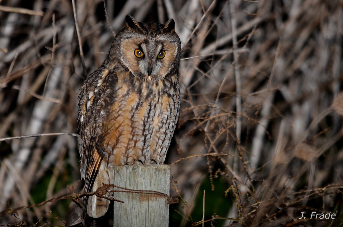Long-eared Owl - José Frade