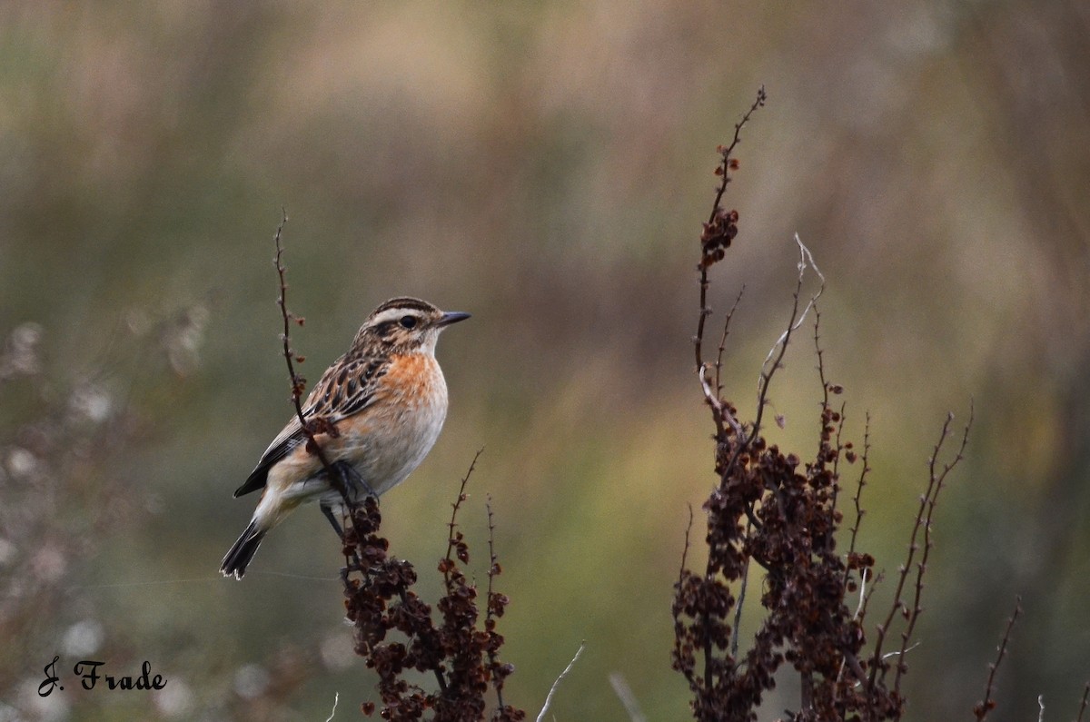 Whinchat - ML205353771