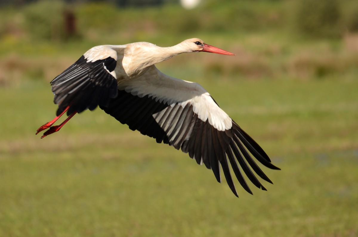 White Stork - José Frade
