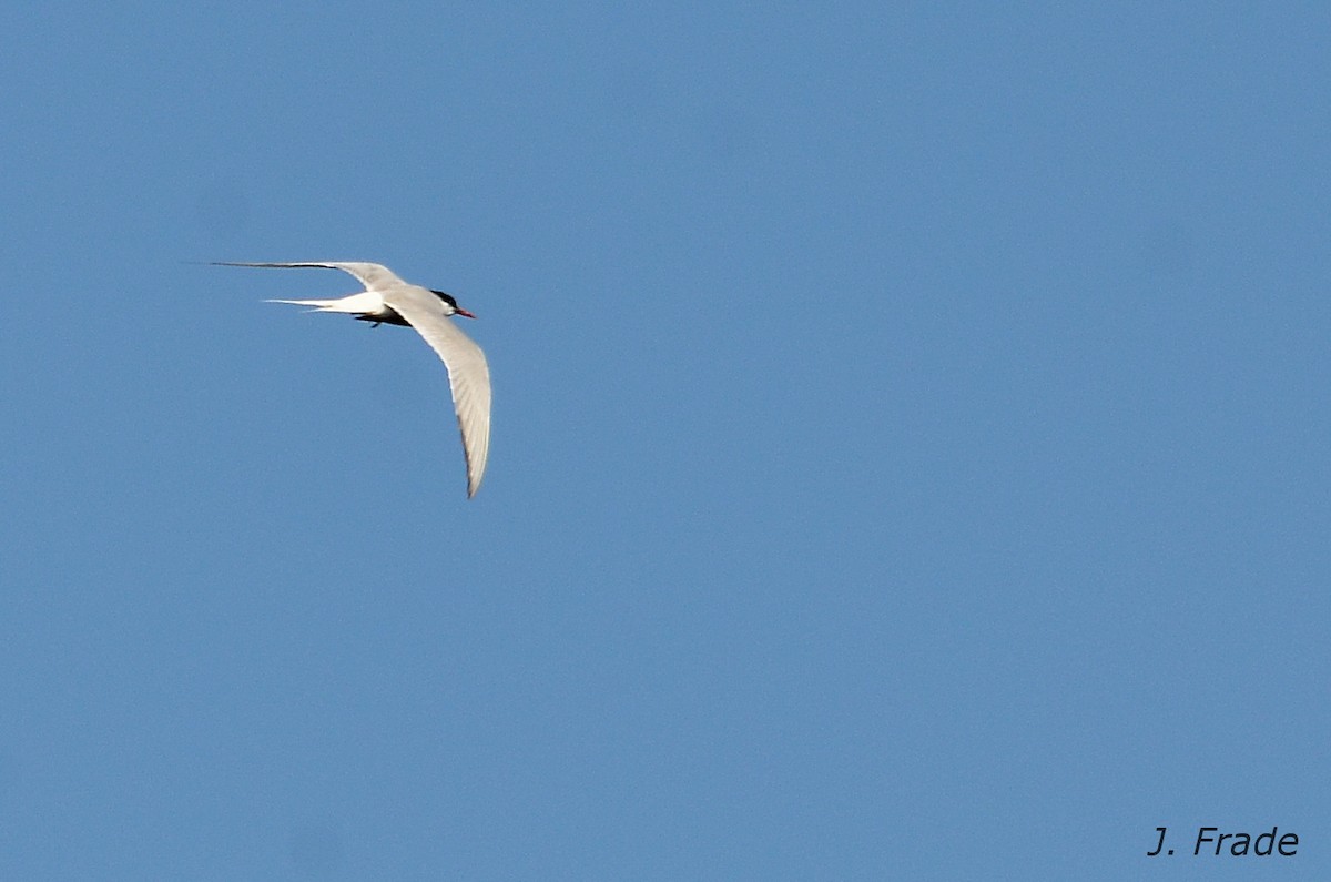 Arctic Tern - José Frade