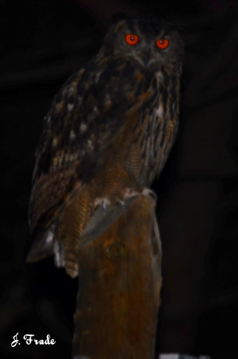 Eurasian Eagle-Owl - José Frade