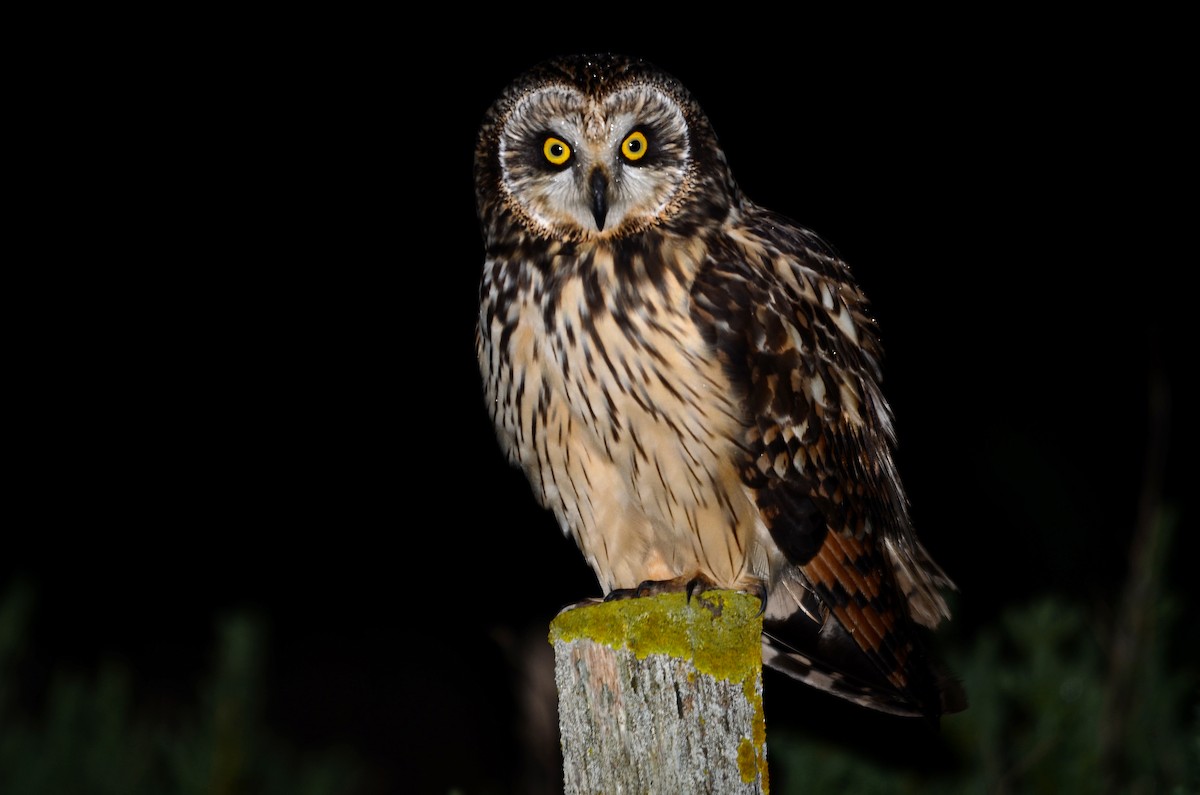 Short-eared Owl - José Frade