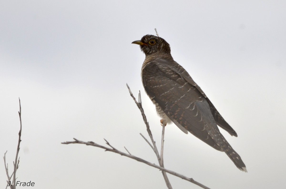 Common Cuckoo - José Frade