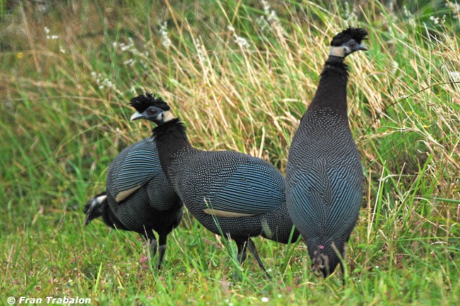 Southern Crested Guineafowl - Fran Trabalon