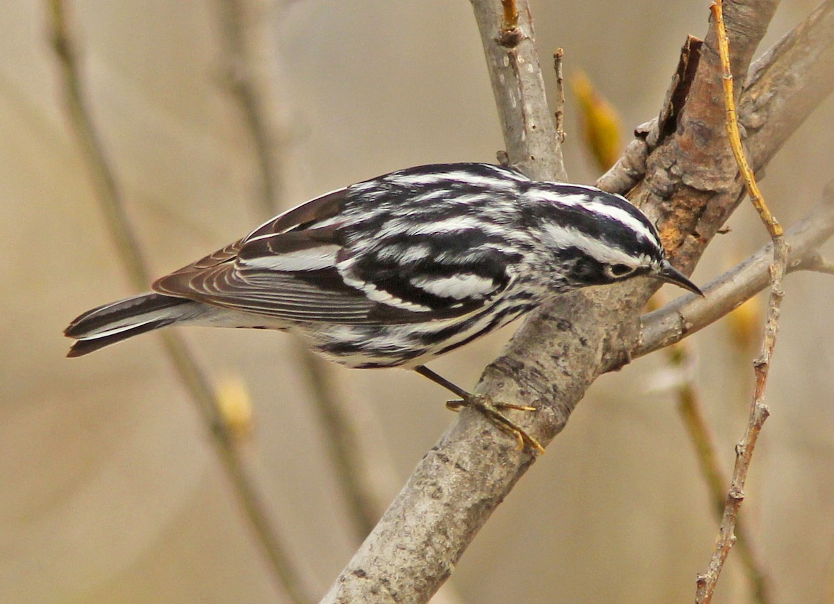 Black-and-white Warbler - ML205355131