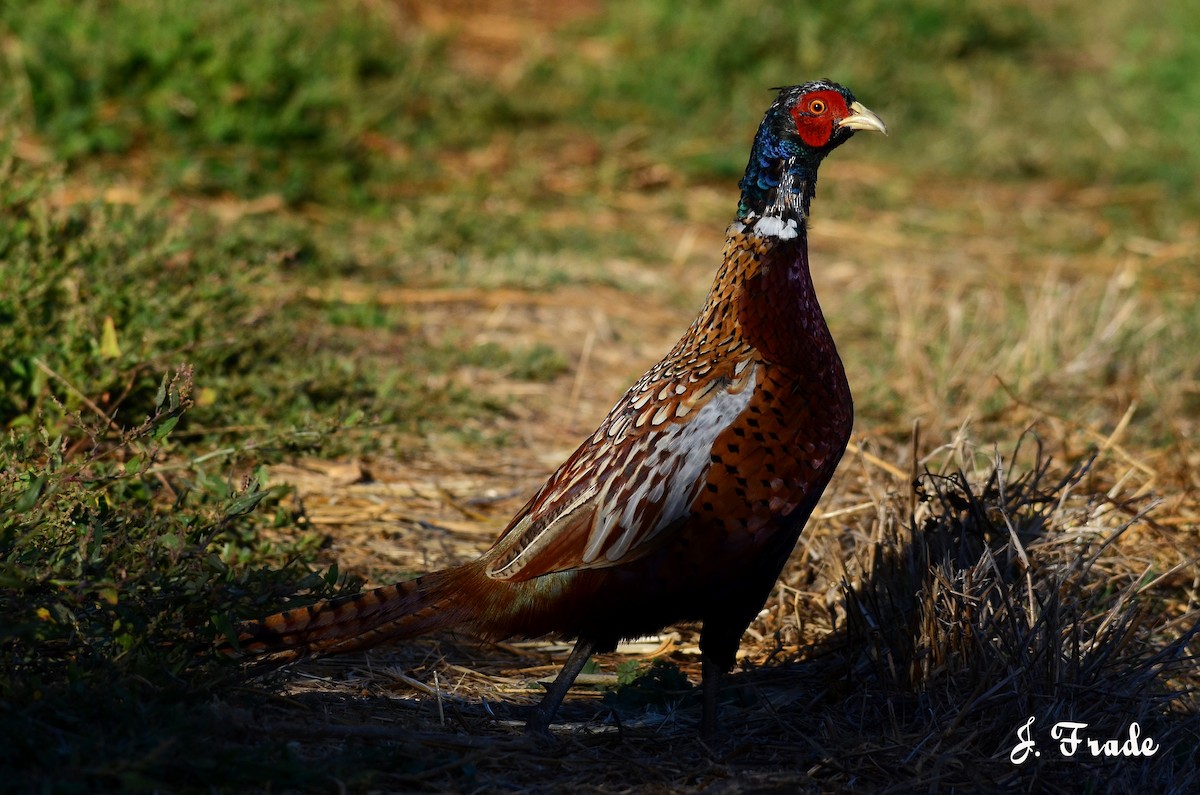Ring-necked Pheasant - José Frade