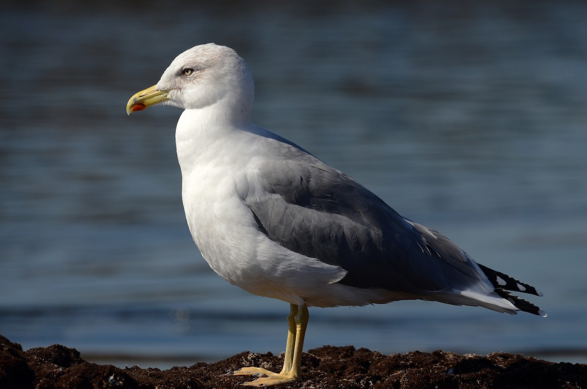 Yellow-legged Gull - José Frade