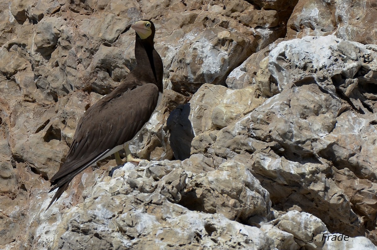 Brown Booby - ML205356011