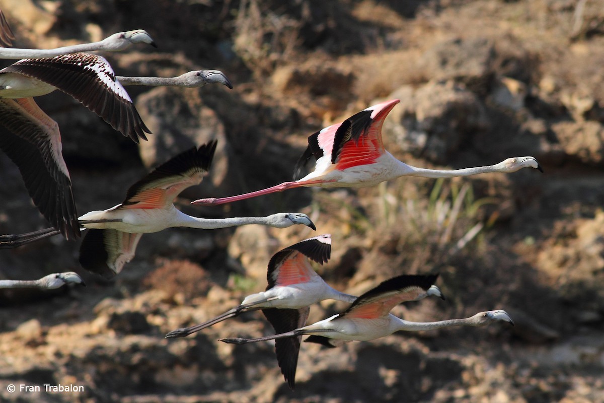 Greater Flamingo - Fran Trabalon