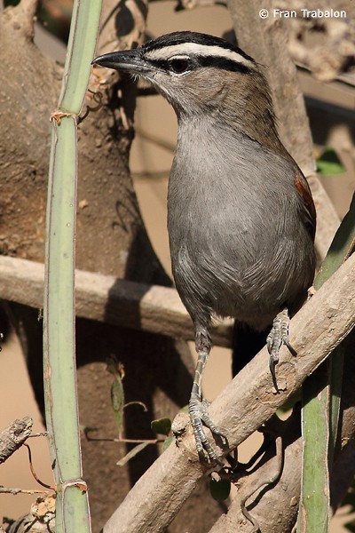 Black-crowned Tchagra (Black-crowned) - Fran Trabalon