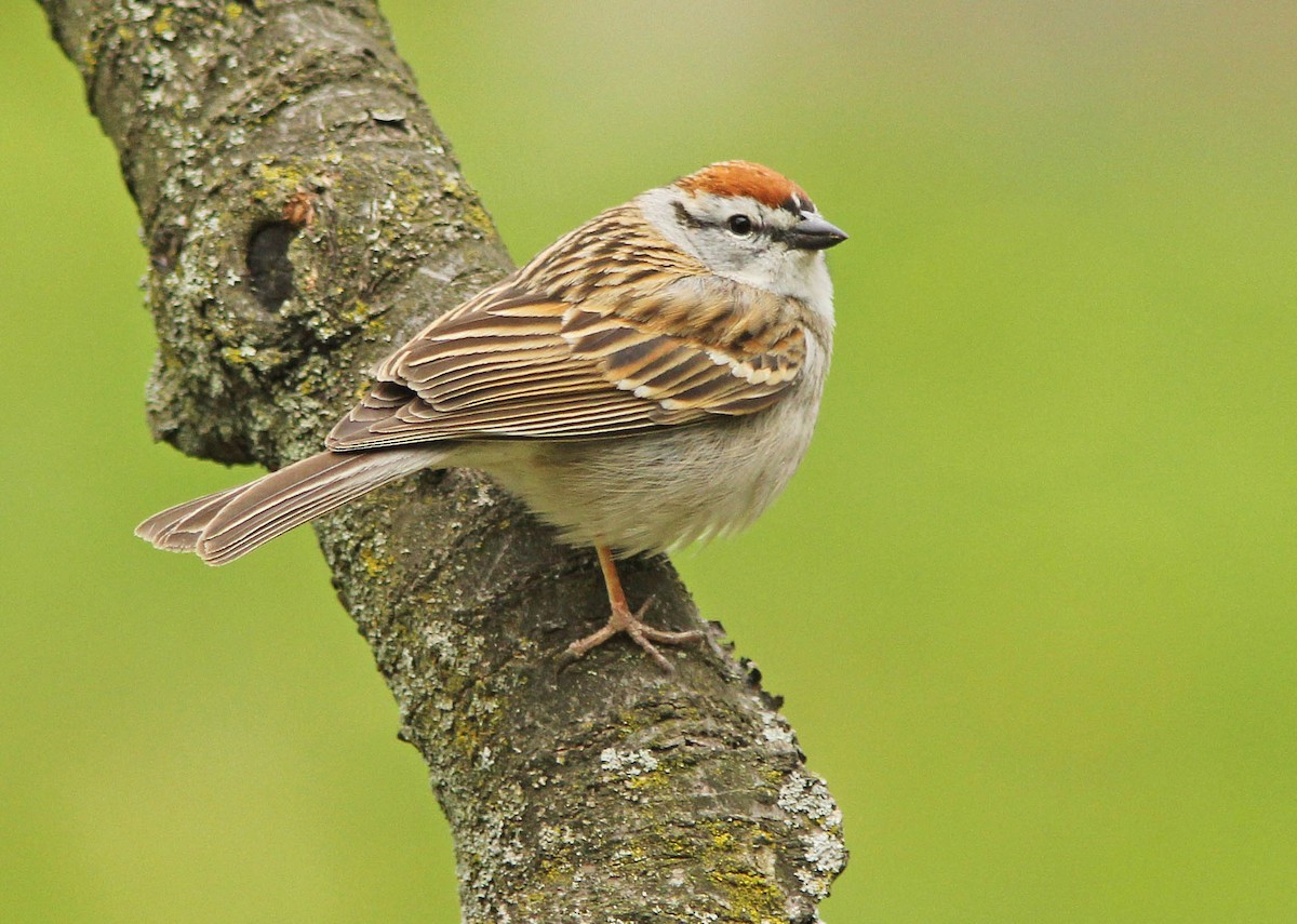 Chipping Sparrow - David Beadle