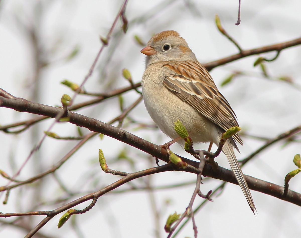 Field Sparrow - David Beadle