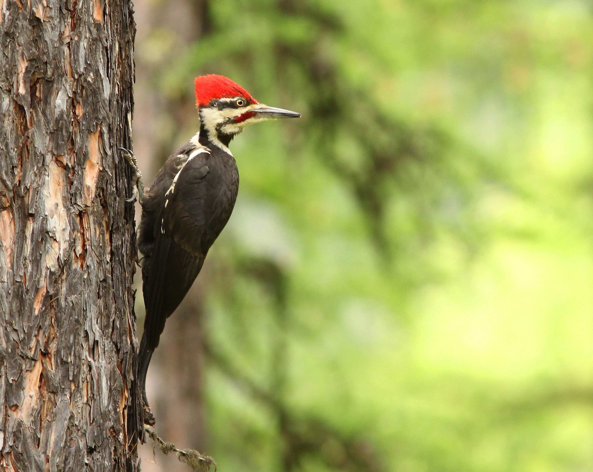 Pileated Woodpecker - David Beadle