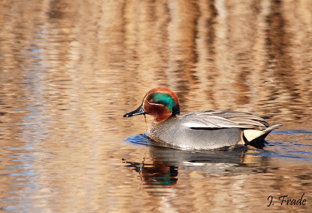 Green-winged Teal - ML205357671