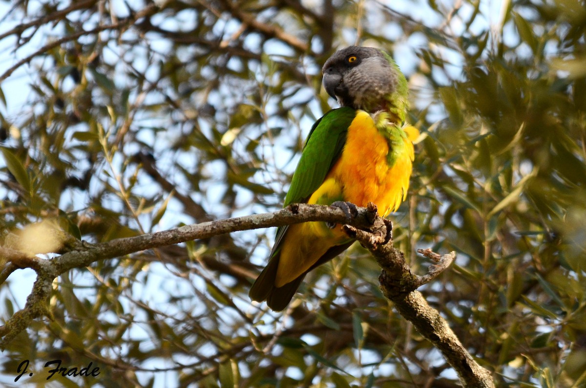 Senegal Parrot - ML205357951