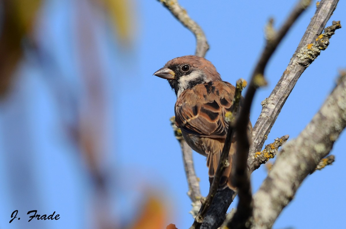 Eurasian Tree Sparrow - ML205358011