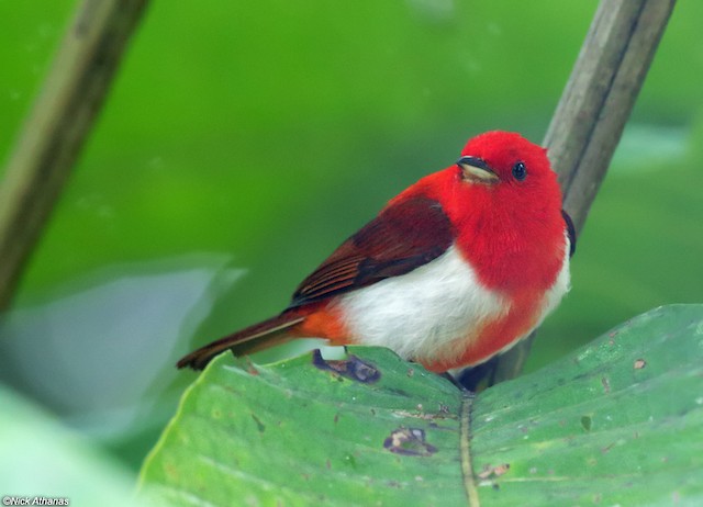 Photos - Scarlet-and-white Tanager - Chrysothlypis salmoni - Birds of the  World