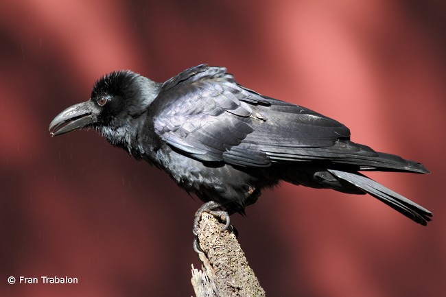 Large-billed Crow (Indian Jungle) - Fran Trabalon