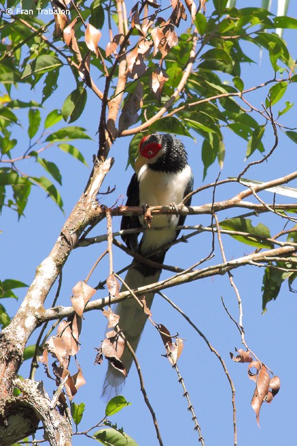 Red-faced Malkoha - ML205359061