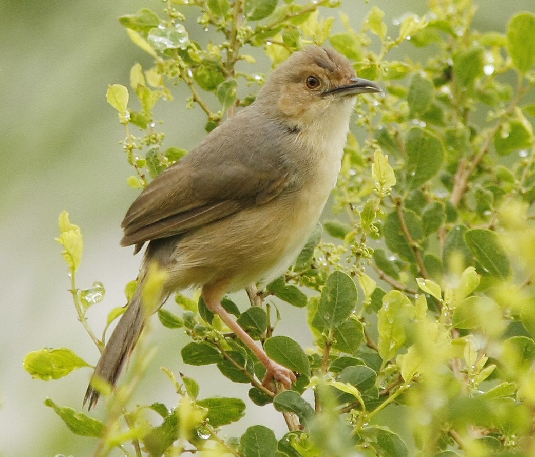 Red-faced Cisticola (Red-faced) - ML205359201