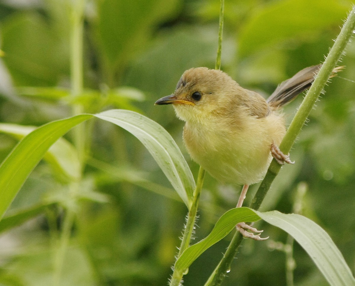 Red-faced Cisticola (Red-faced) - ML205359211