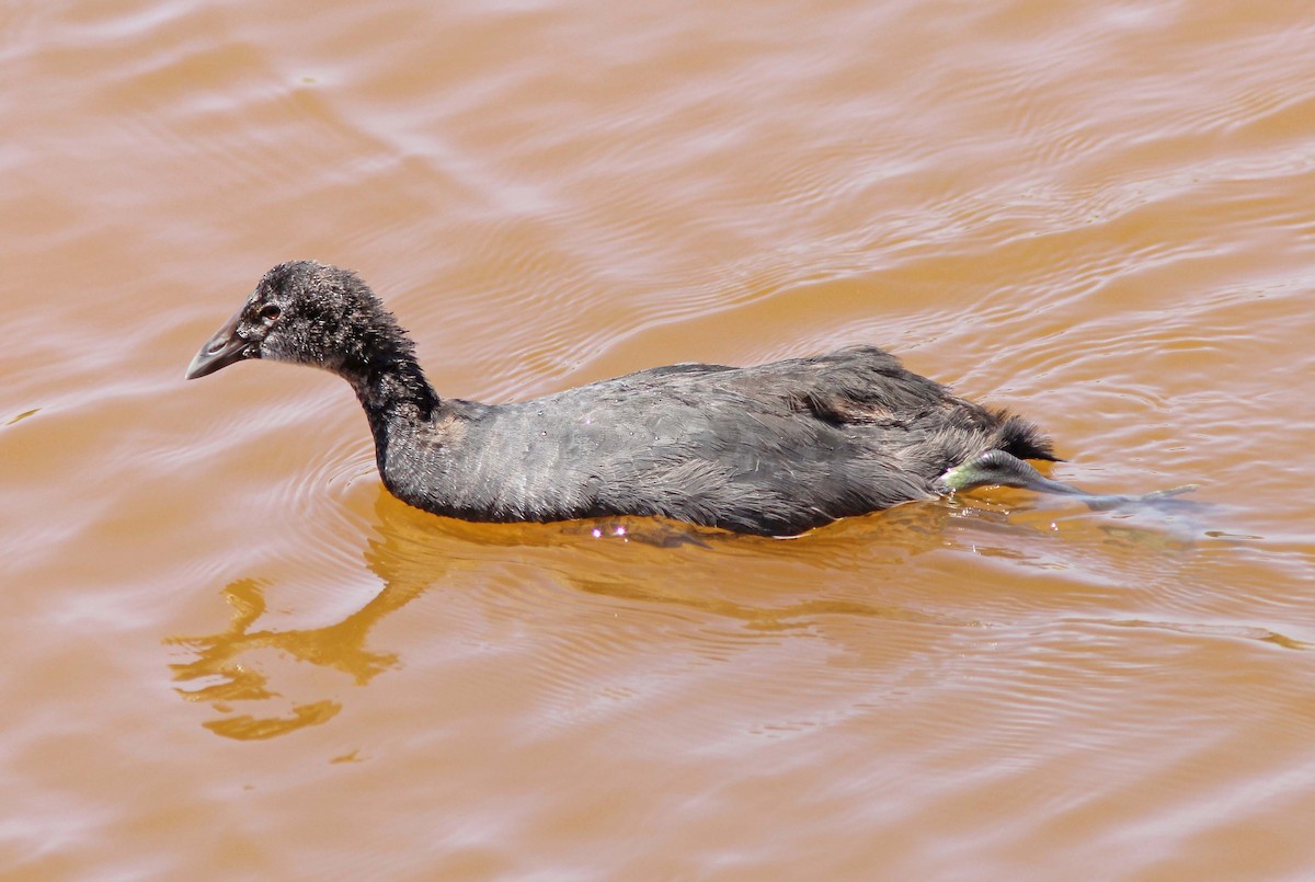 Red-knobbed Coot - ML205359251