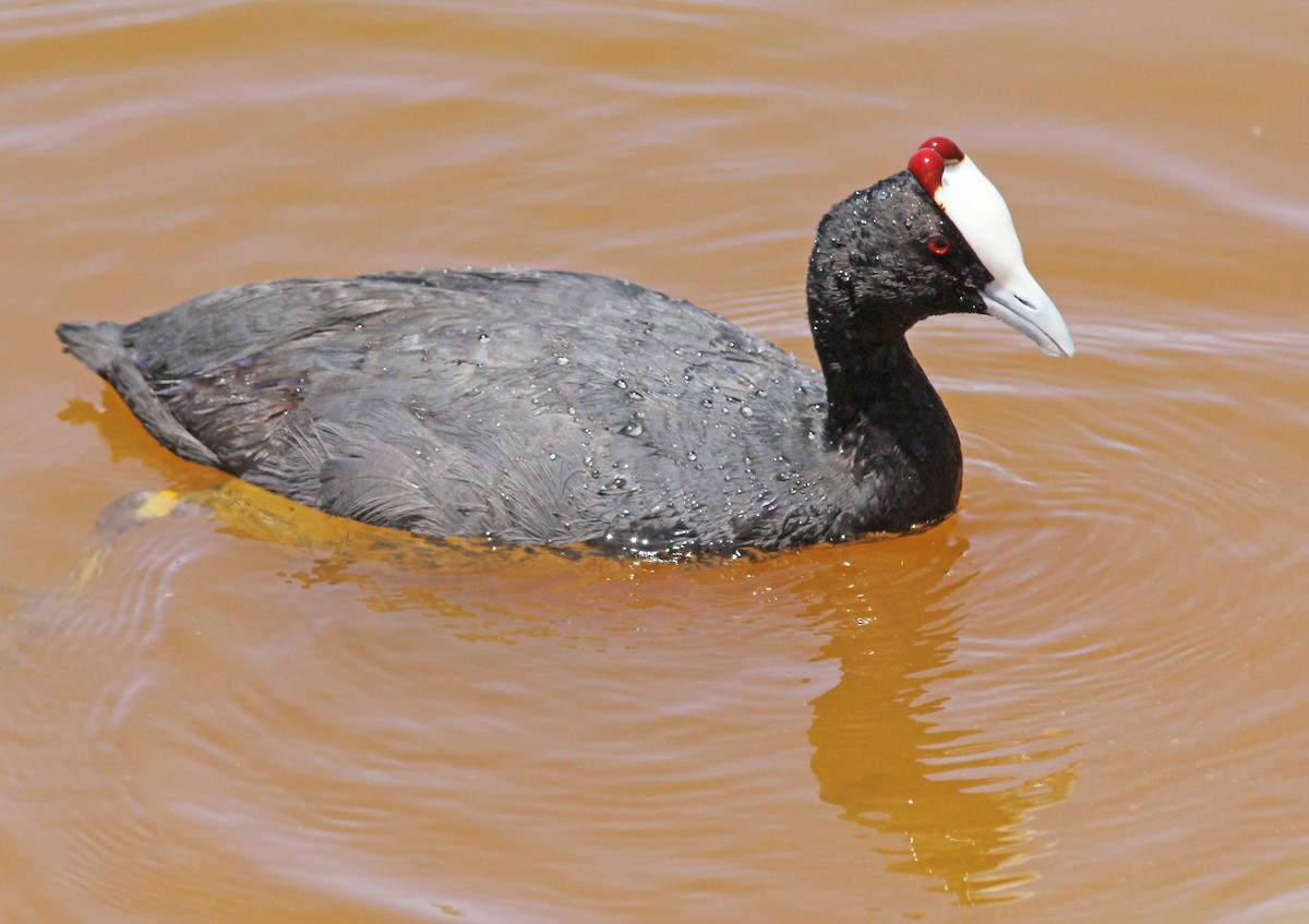 Red-knobbed Coot - ML205359261