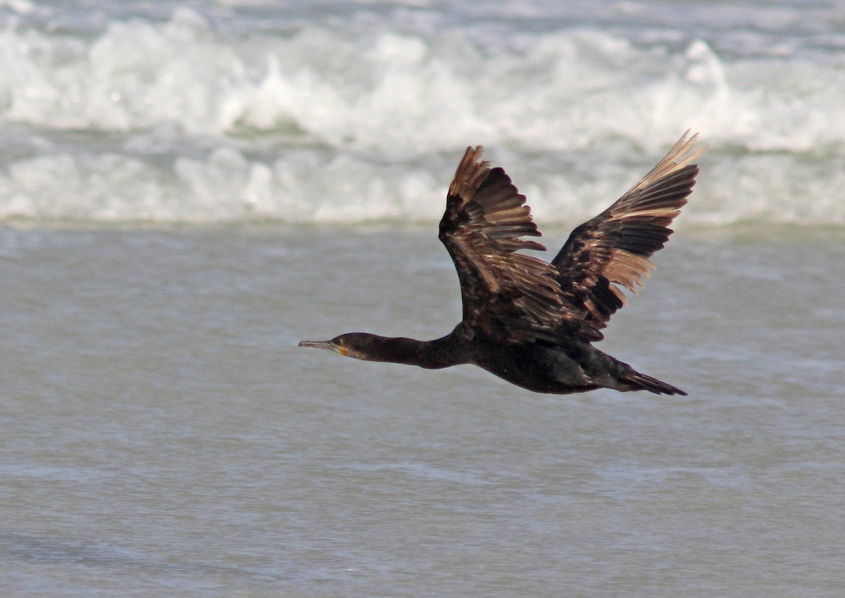 Cape Cormorant - David Beadle