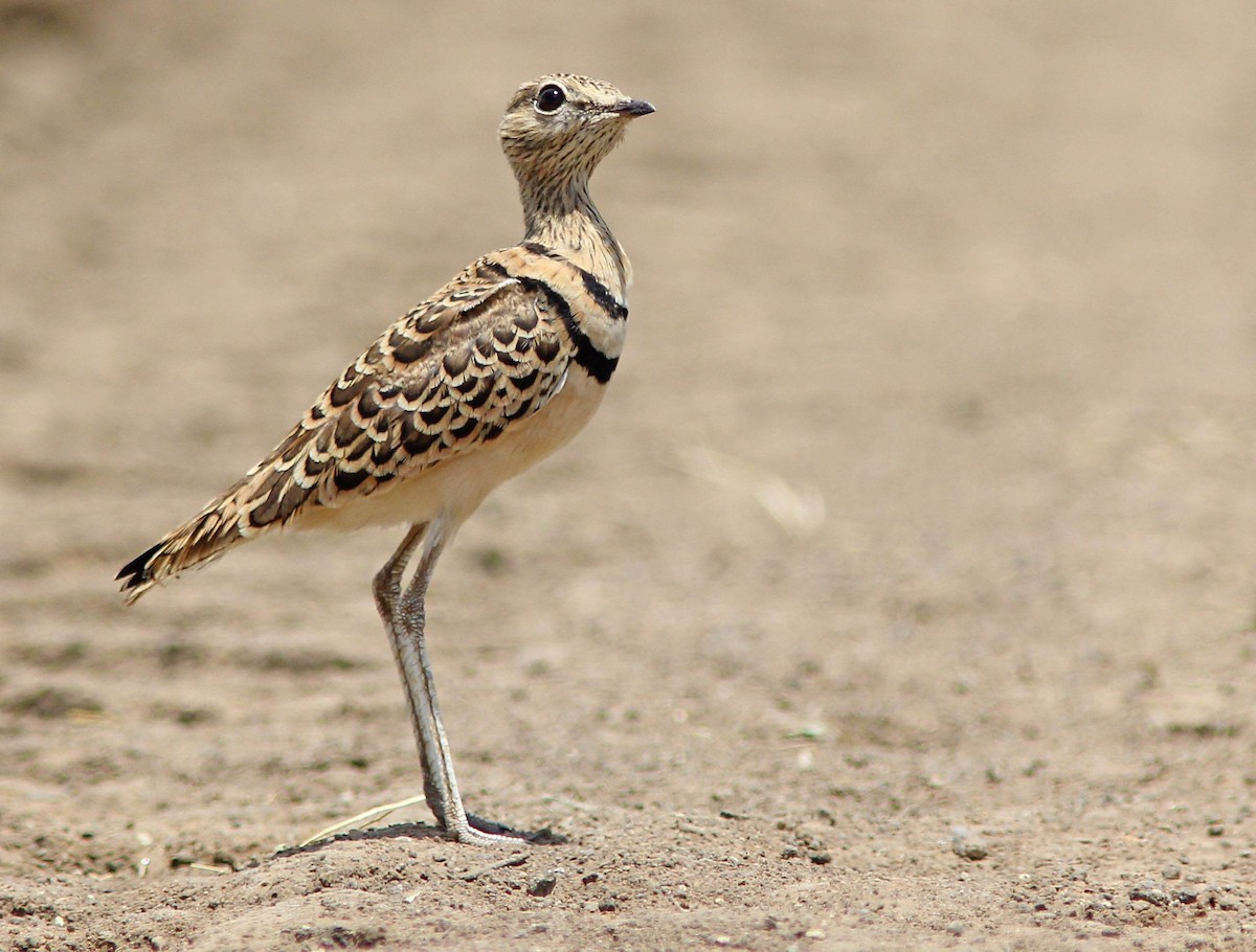 Double-banded Courser - David Beadle