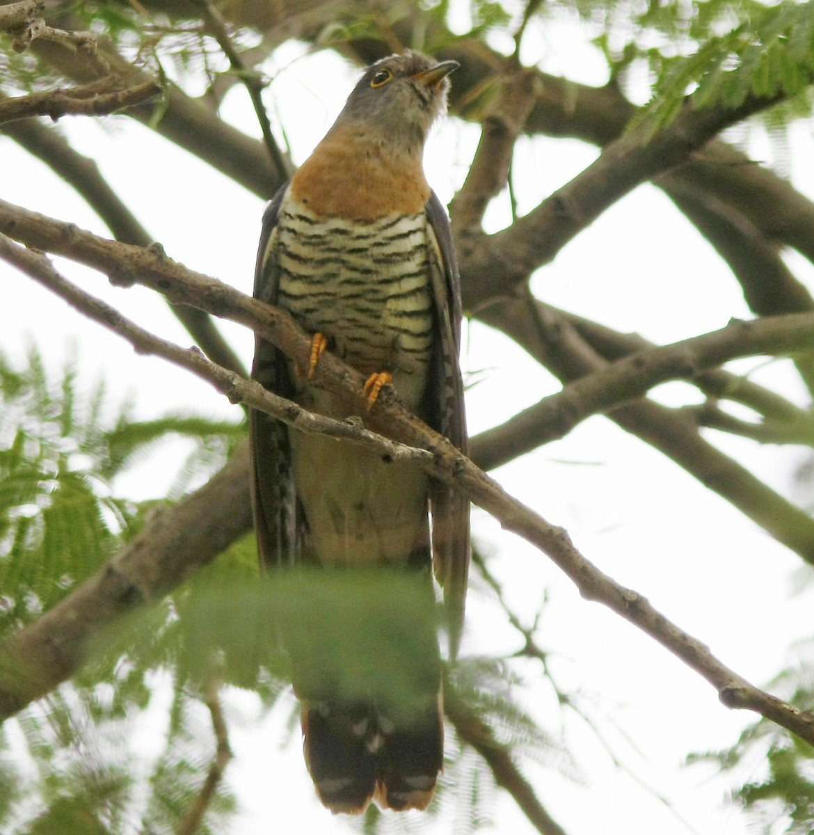 Red-chested Cuckoo - ML205359401
