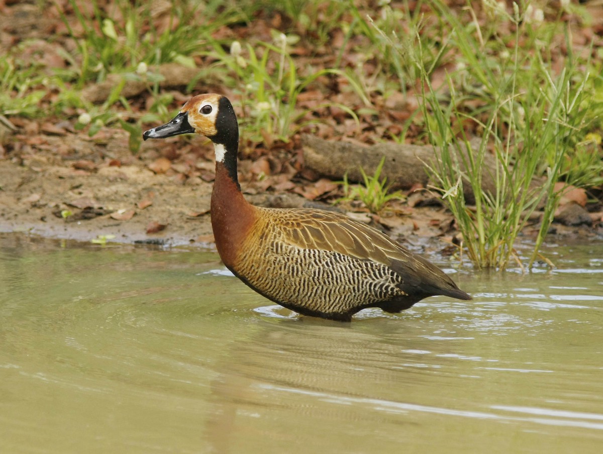 White-faced Whistling-Duck - David Beadle