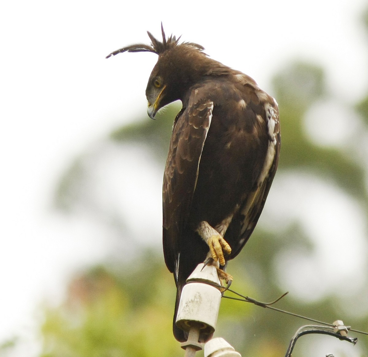 Long-crested Eagle - David Beadle