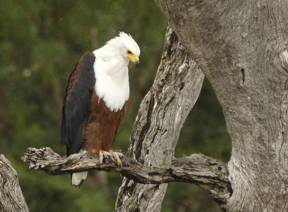 African Fish-Eagle - ML205359621