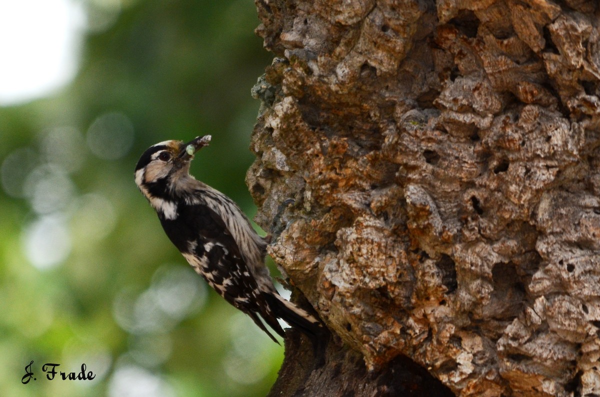 Lesser Spotted Woodpecker - José Frade