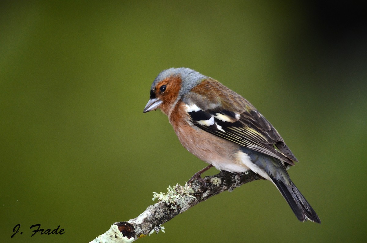 Common Chaffinch - José Frade