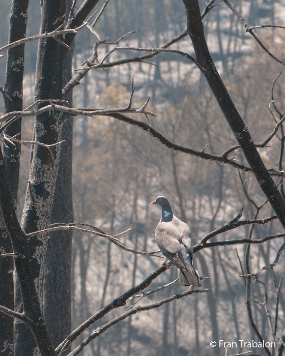 Common Wood-Pigeon (White-necked) - Fran Trabalon