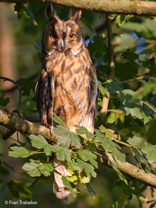 Long-eared Owl (Eurasian) - Fran Trabalon