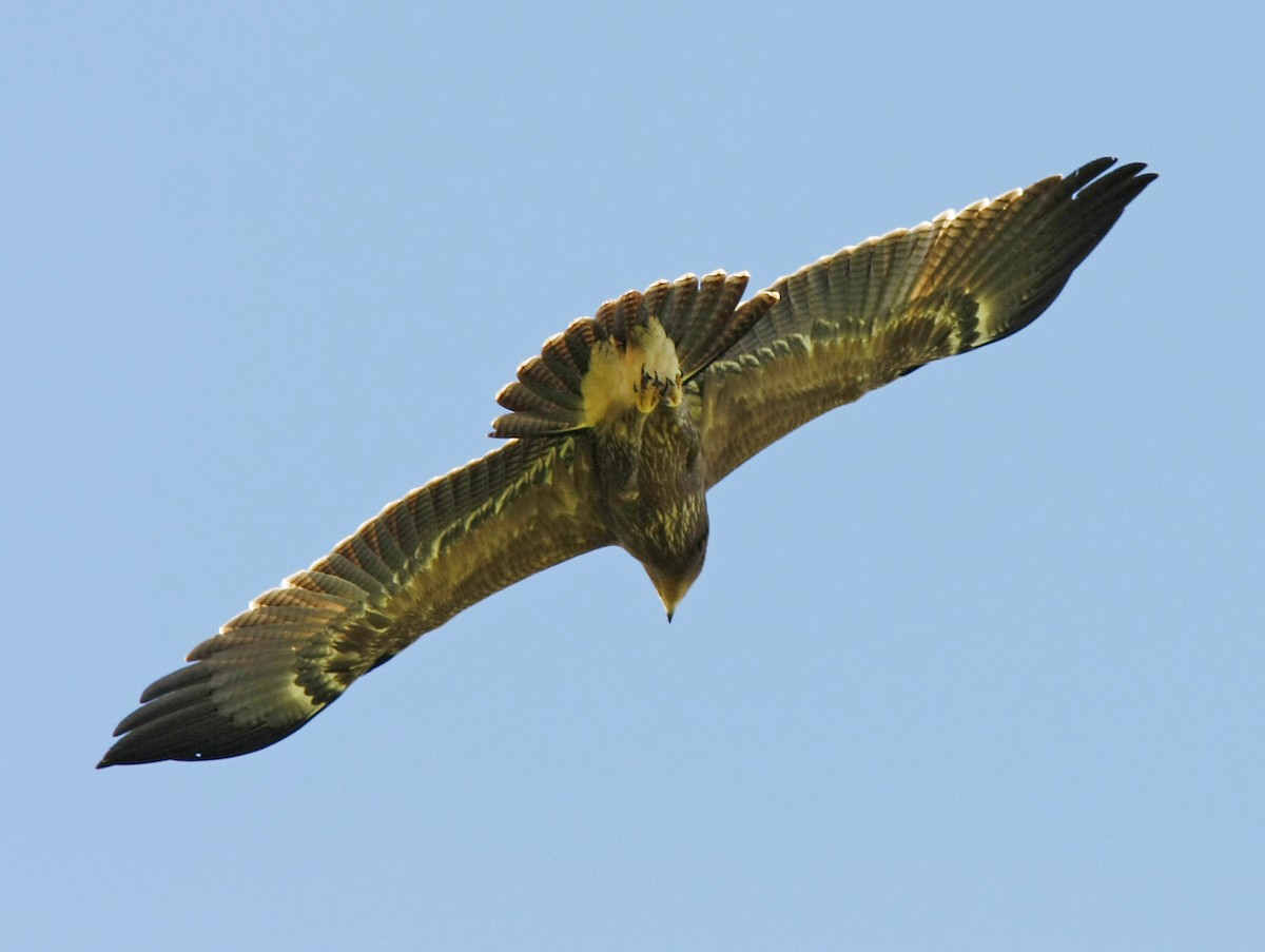 Lesser Spotted Eagle - David Beadle