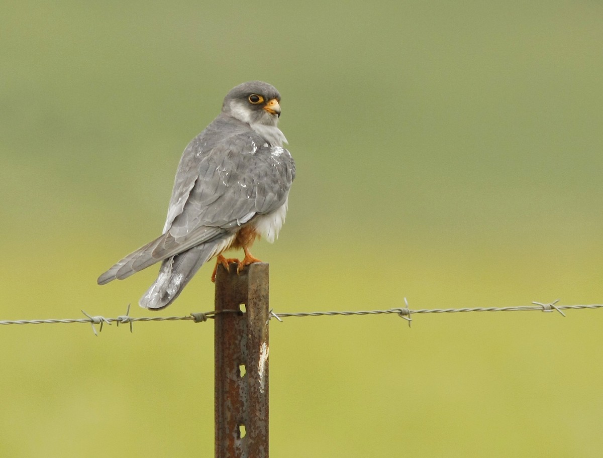 Amur Falcon - David Beadle