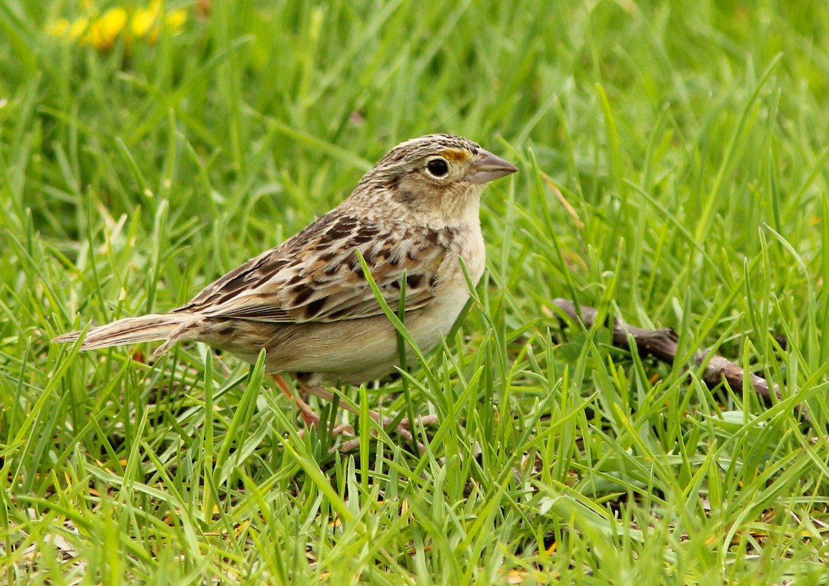 Grasshopper Sparrow - David Beadle