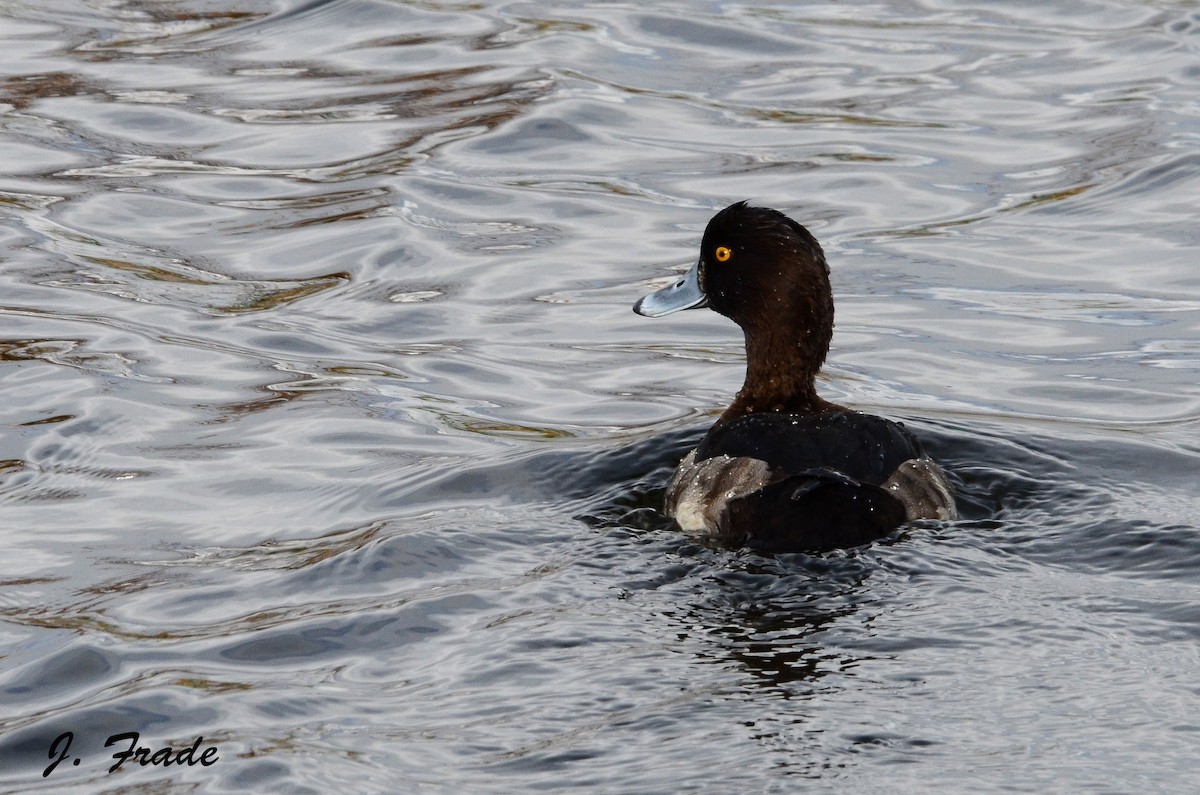 Tufted Duck - ML205361891